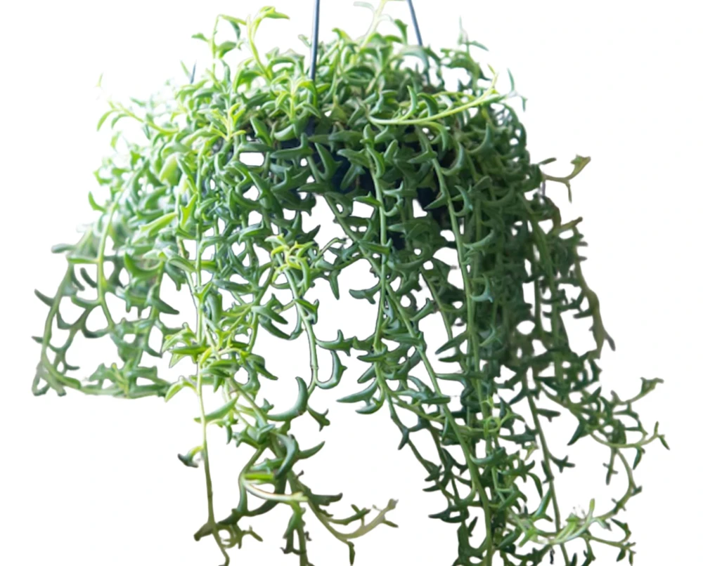 String of Flying Dolphins Succulent Cuttings – 10 Count, 3" Long Live Plant - Image 1