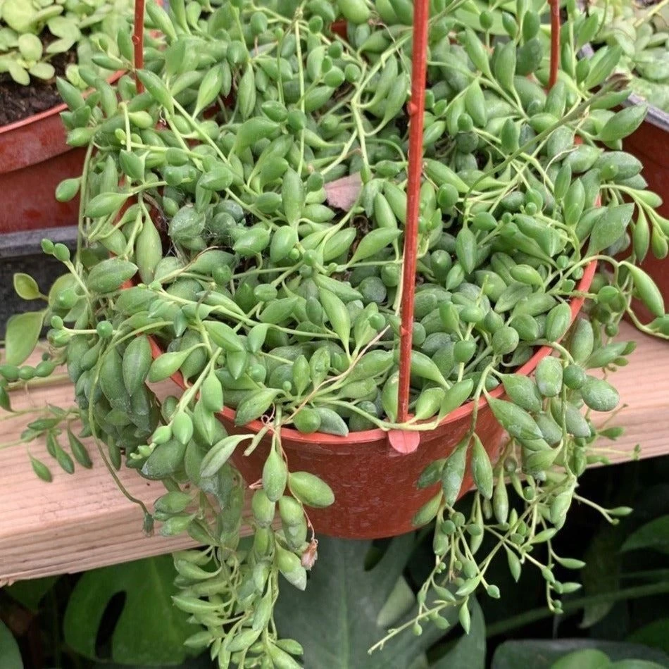 String of Raindrops Giant Succulent Live Plant – Senecio Herreianus – 6 inch Pot - Image 1