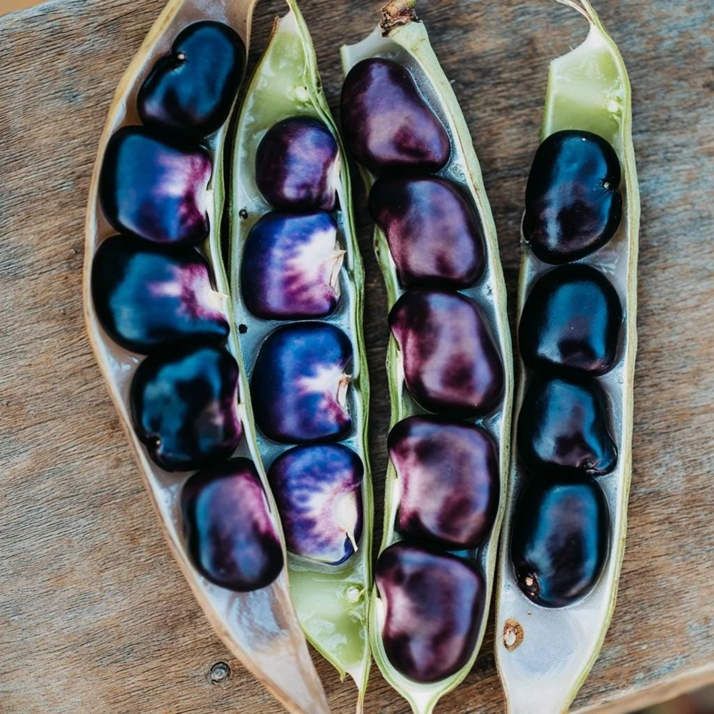 Succotash Bean Seeds - 20 Narragansett Heirloom Beans for Traditional Dishes - Image 1