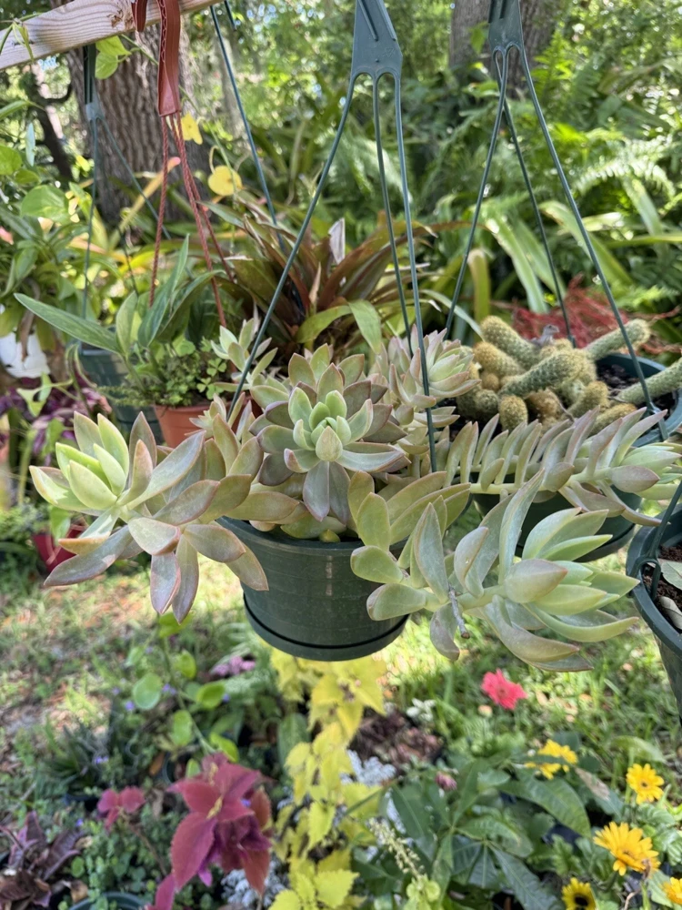 Succulent Live Plant - Easy Care Indoor Houseplant for Home Decor - Image 2
