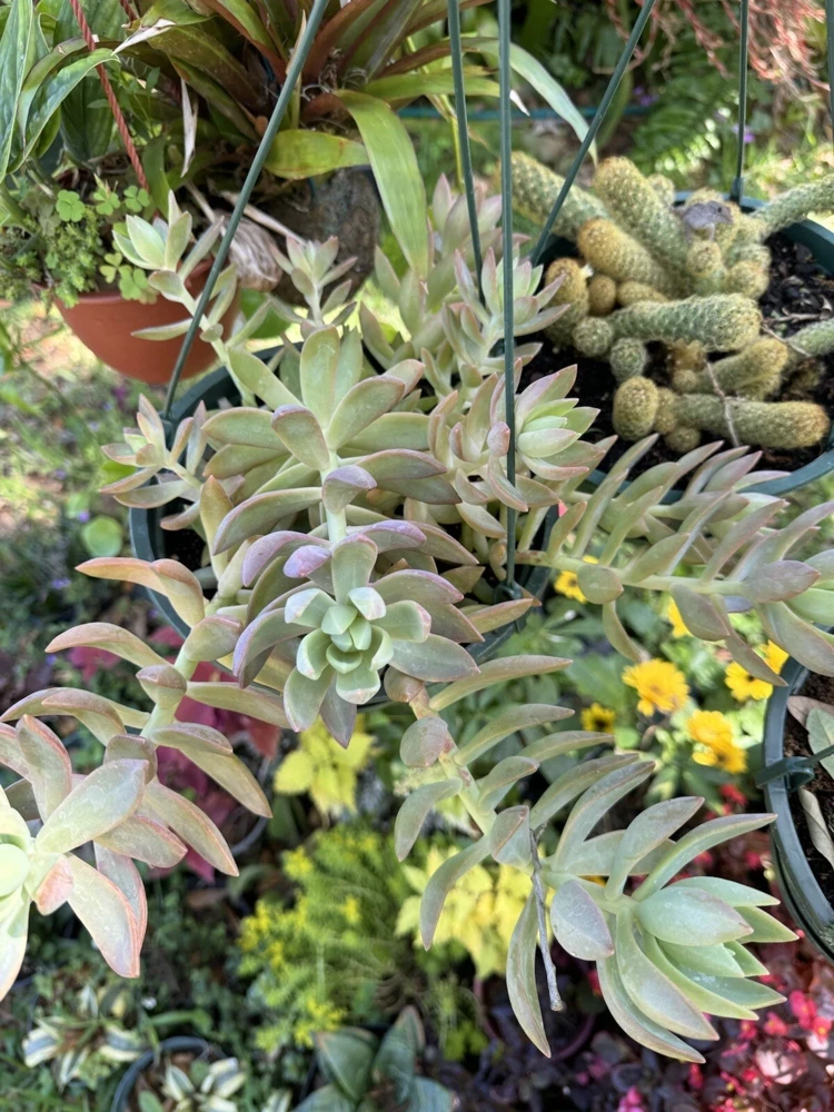 Succulent Live Plant - Easy Care Indoor Houseplant for Home Decor - Image 1