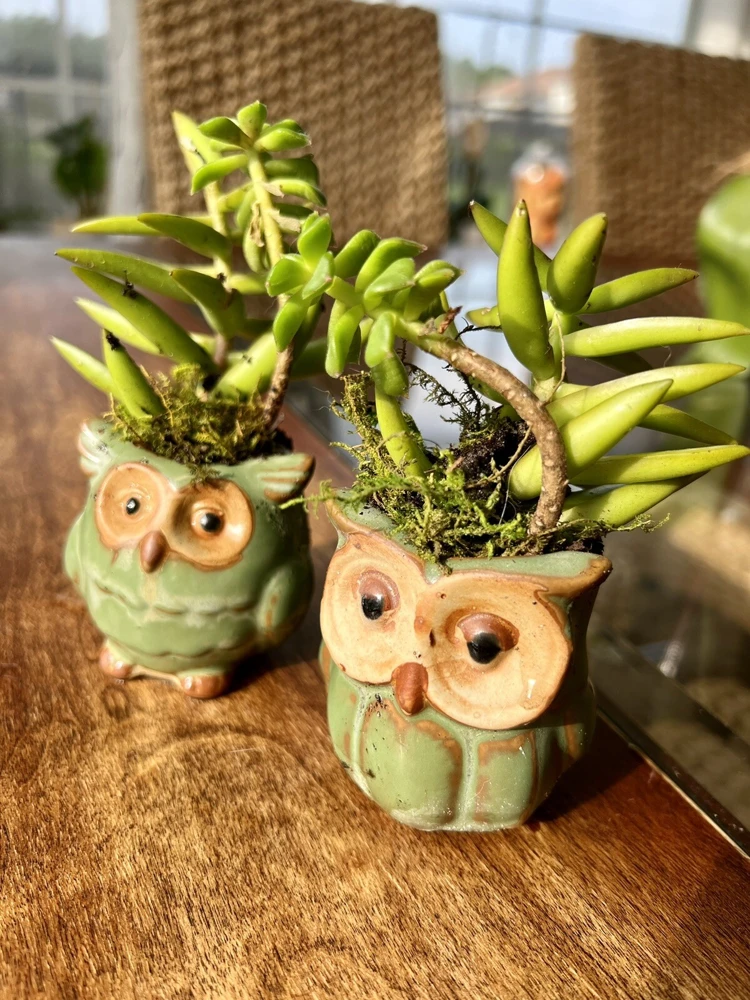 Succulent Live Plants with Owl Pot - Set of 2 Potted Good Luck Plants - Image 1