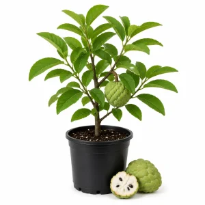 Sugar Apple Live Plant – Annona squamosa – Tropical Fruit Tree Starter in 4 Inch Pot - Image 1
