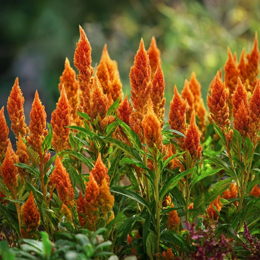 Sunday Orange Celosia Seeds - Celosia plumosa - 25 Seeds - Bright Copper-Orange Flame Plumes - Image 1