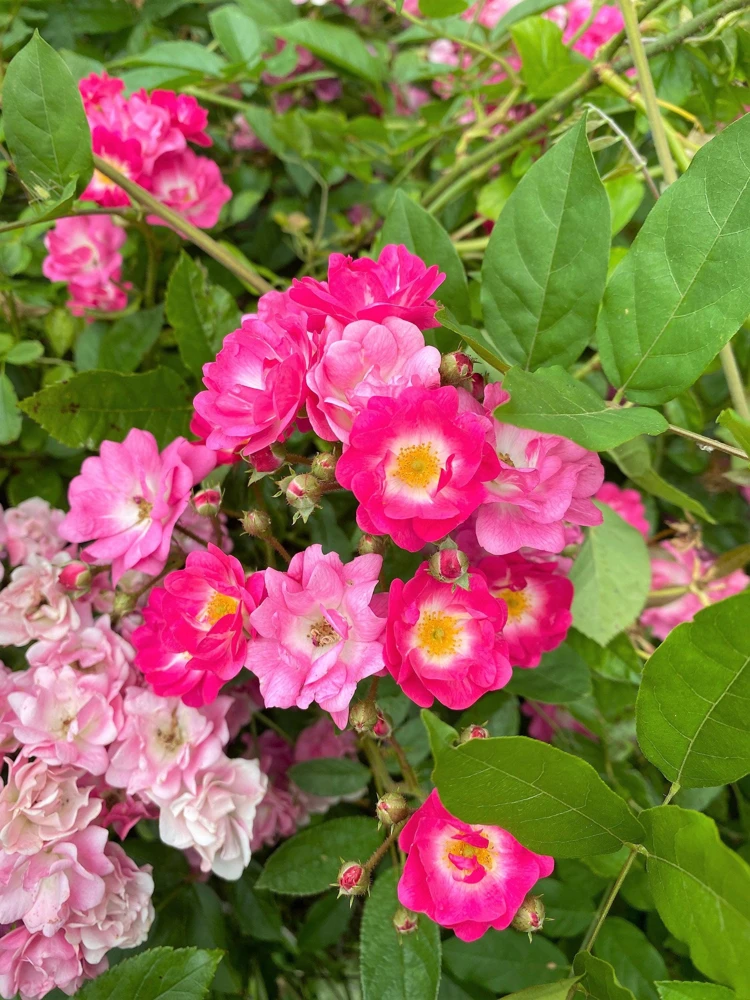 Sweet Briar Rose Seeds - Eglantine Rose Flower Shrub, Pink, 25 Seeds - Image 1