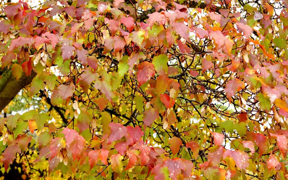 Tatarian Flame Maple Tree Seeds - 20 Seeds, Red Fall Foliage, Zone 2-8 - Image 10