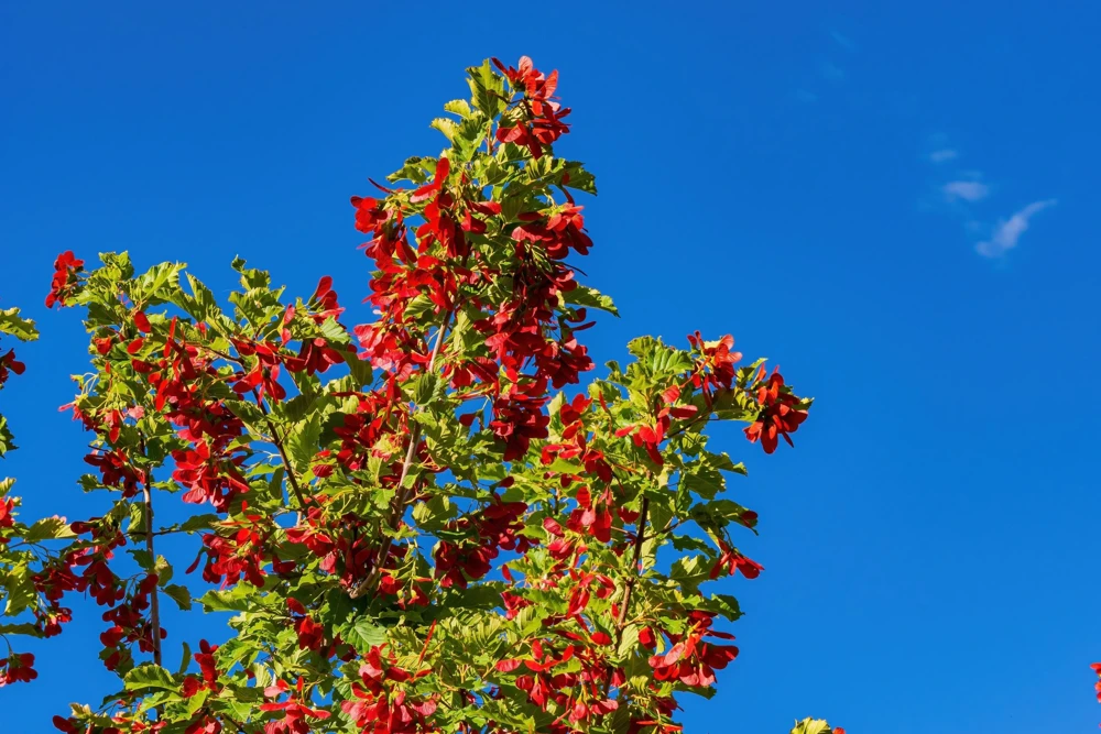 Tatarian Flame Maple Tree Seeds - 20 Seeds, Red Fall Foliage, Zone 2-8 - Image 11