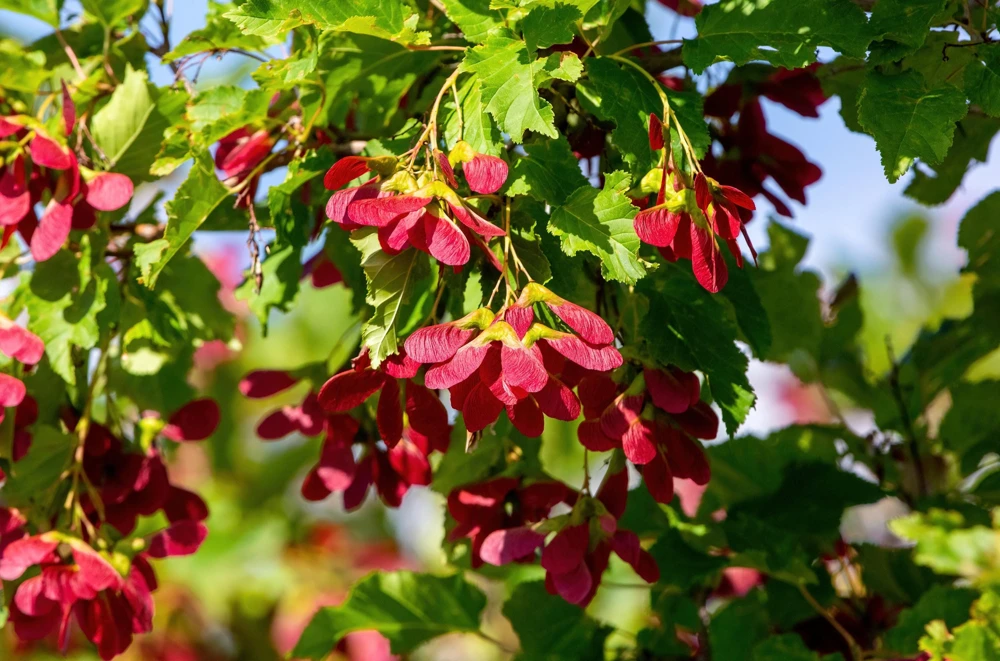 Tatarian Flame Maple Tree Seeds - 20 Seeds, Red Fall Foliage, Zone 2-8 - Image 12