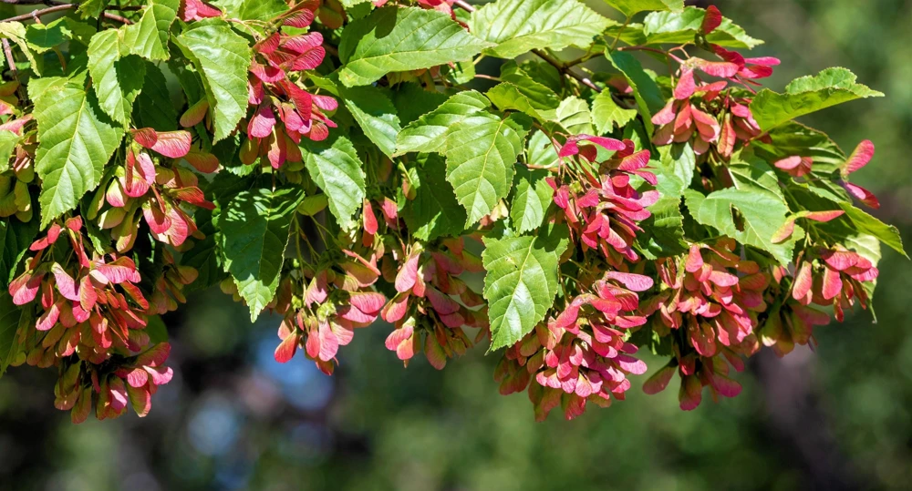 Tatarian Flame Maple Tree Seeds - 20 Seeds, Red Fall Foliage, Zone 2-8 - Image 15