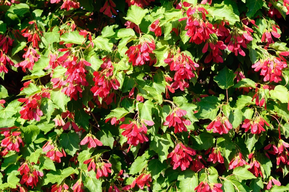 Tatarian Flame Maple Tree Seeds - 20 Seeds, Red Fall Foliage, Zone 2-8 - Image 2