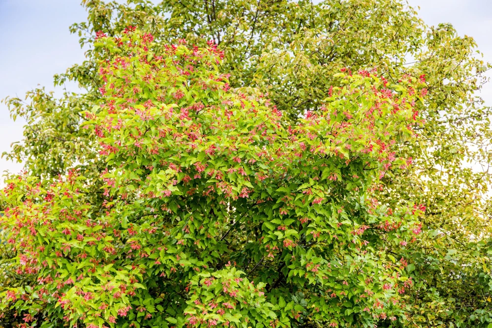 Tatarian Flame Maple Tree Seeds - 20 Seeds, Red Fall Foliage, Zone 2-8 - Image 3