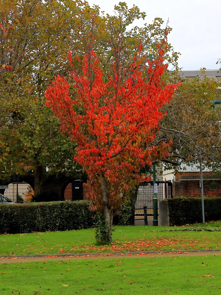 Tatarian Flame Maple Tree Seeds - 20 Seeds, Red Fall Foliage, Zone 2-8 - Image 4