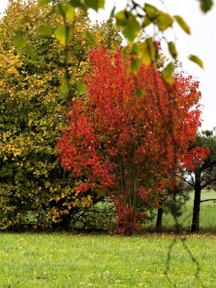 Tatarian Flame Maple Tree Seeds - 20 Seeds, Red Fall Foliage, Zone 2-8 - Image 5