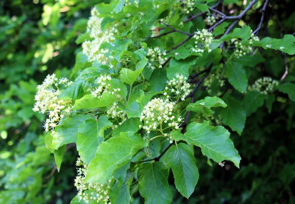 Tatarian Flame Maple Tree Seeds - 20 Seeds, Red Fall Foliage, Zone 2-8 - Image 6