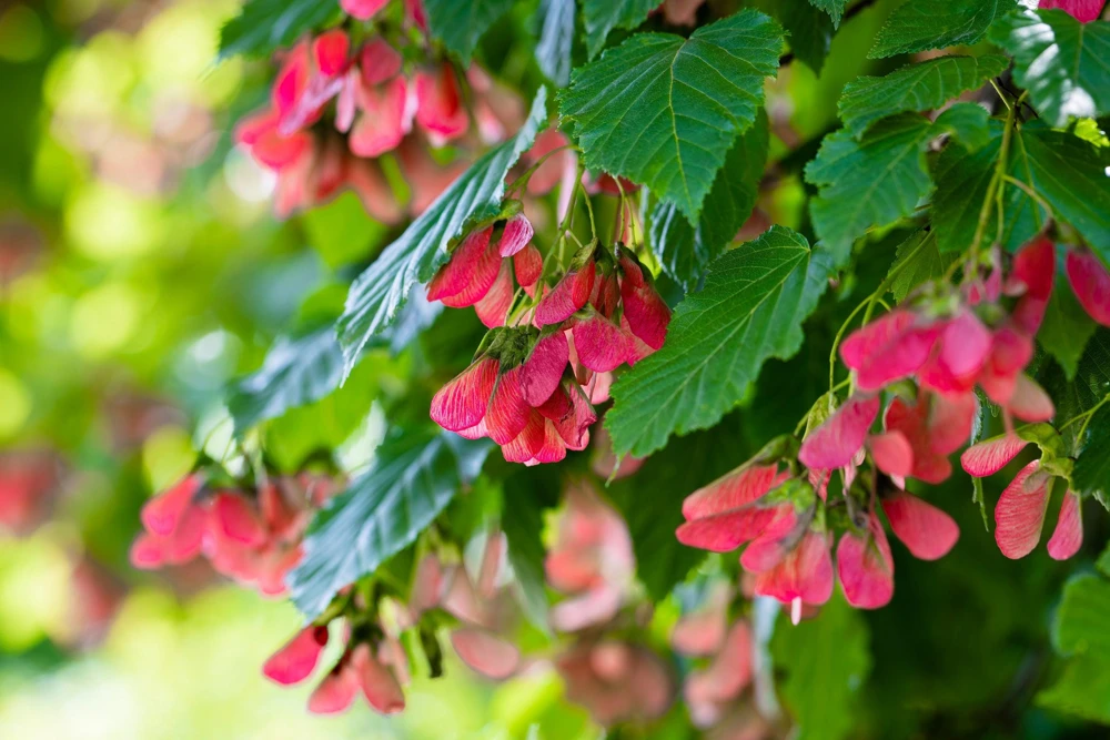 Tatarian Flame Maple Tree Seeds - 20 Seeds, Red Fall Foliage, Zone 2-8 - Image 7