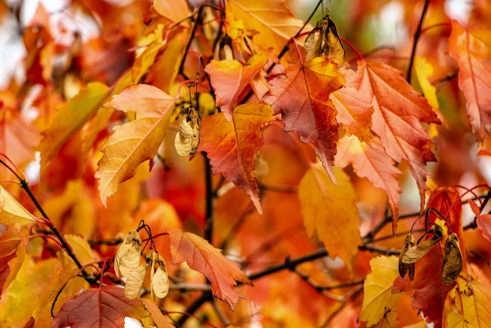 Tatarian Flame Maple Tree Seeds - 20 Seeds, Red Fall Foliage, Zone 2-8 - Image 1