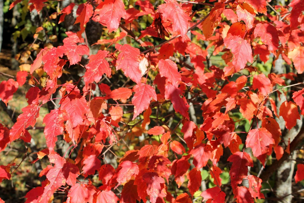 Tatarian Flame Maple Tree Seeds - 20 Seeds, Red Fall Foliage, Zone 2-8 - Image 8