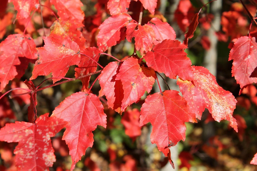 Tatarian Flame Maple Tree Seeds - 20 Seeds, Red Fall Foliage, Zone 2-8 - Image 9