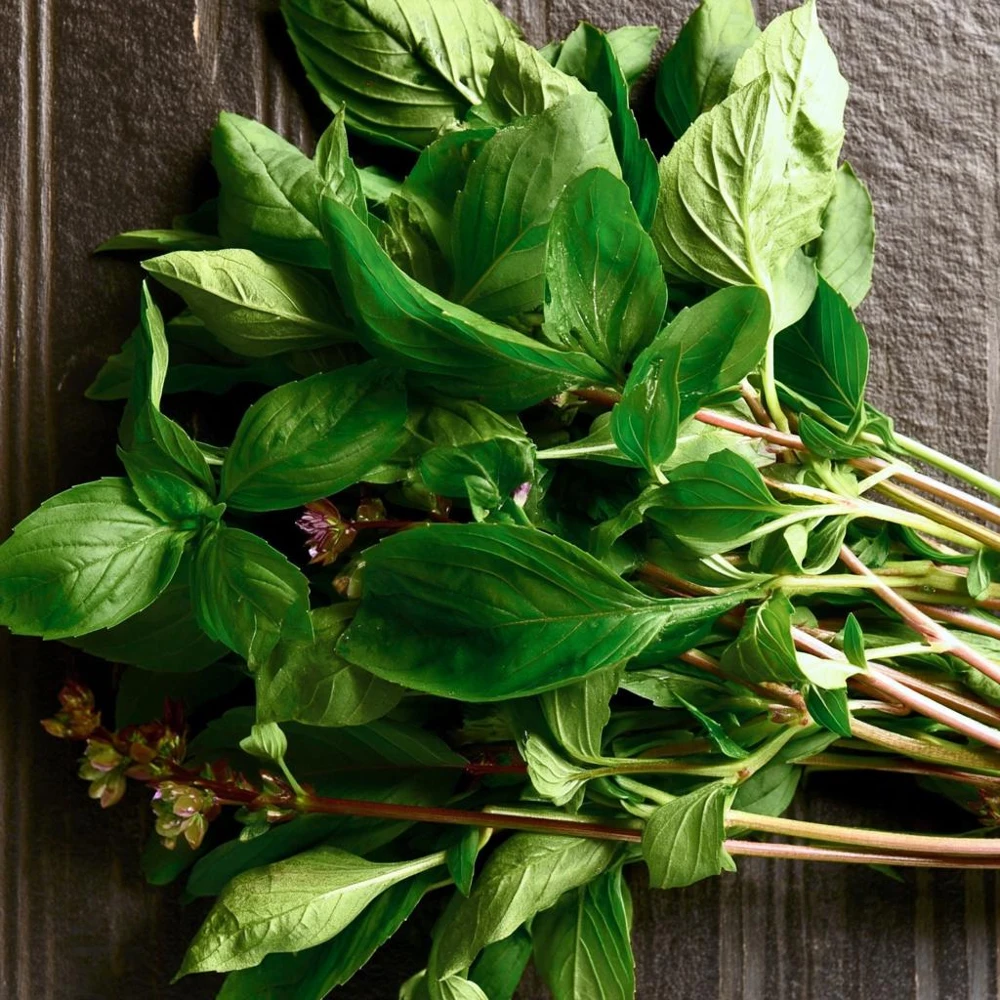 Thai Basil Seeds - Heirloom Aromatic Culinary Herb, 250 Seeds Packet, Outdoor - Image 2