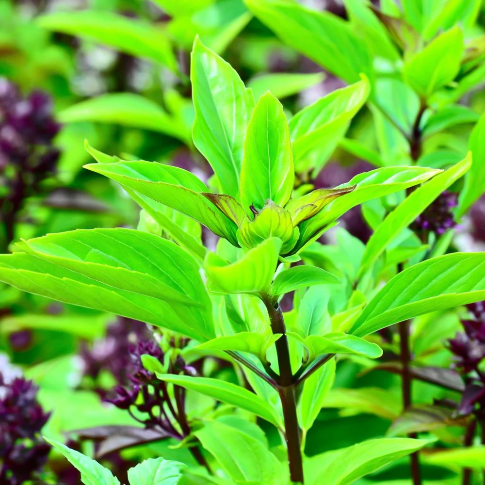 Thai Basil Seeds - Heirloom Aromatic Culinary Herb, 250 Seeds Packet, Outdoor - Image 3