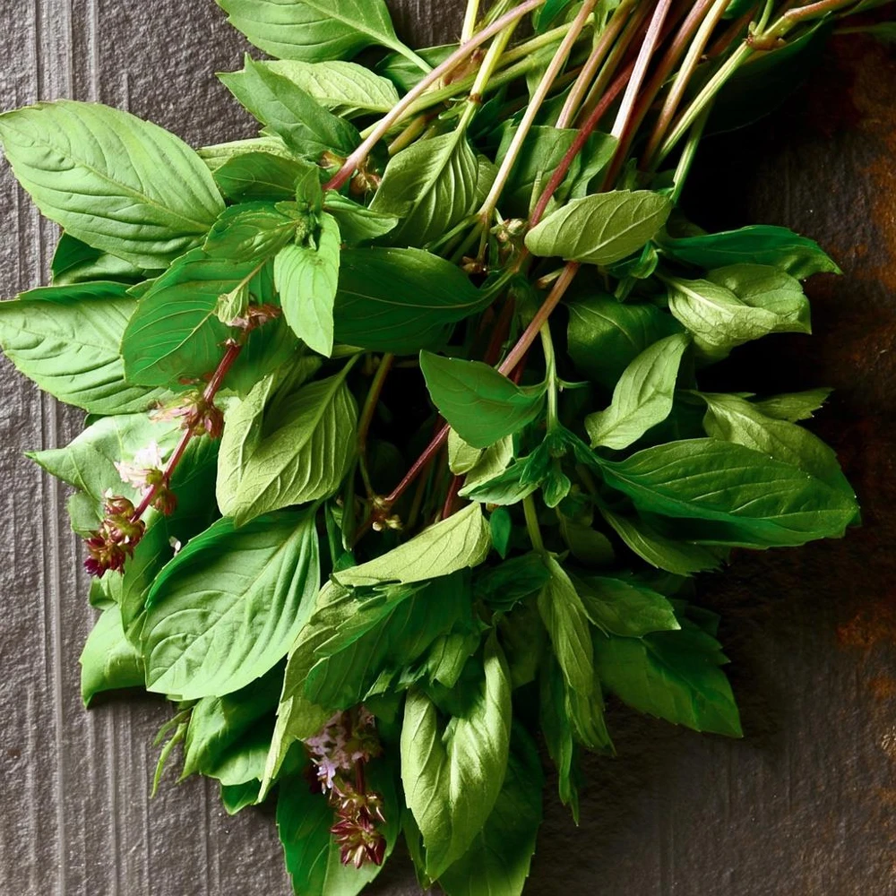 Thai Basil Seeds - Heirloom Aromatic Culinary Herb, 250 Seeds Packet, Outdoor - Image 4