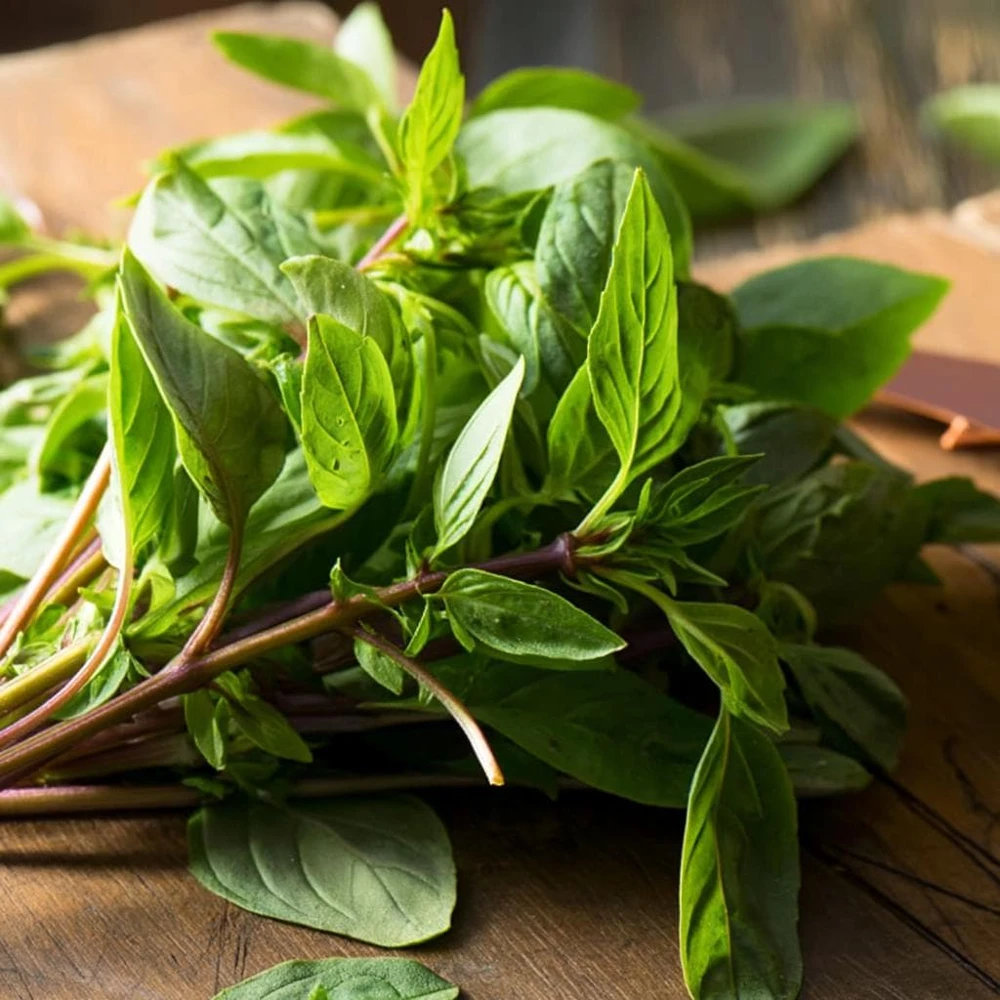 Thai Basil Seeds - Heirloom Aromatic Culinary Herb, 250 Seeds Packet, Outdoor - Image 1