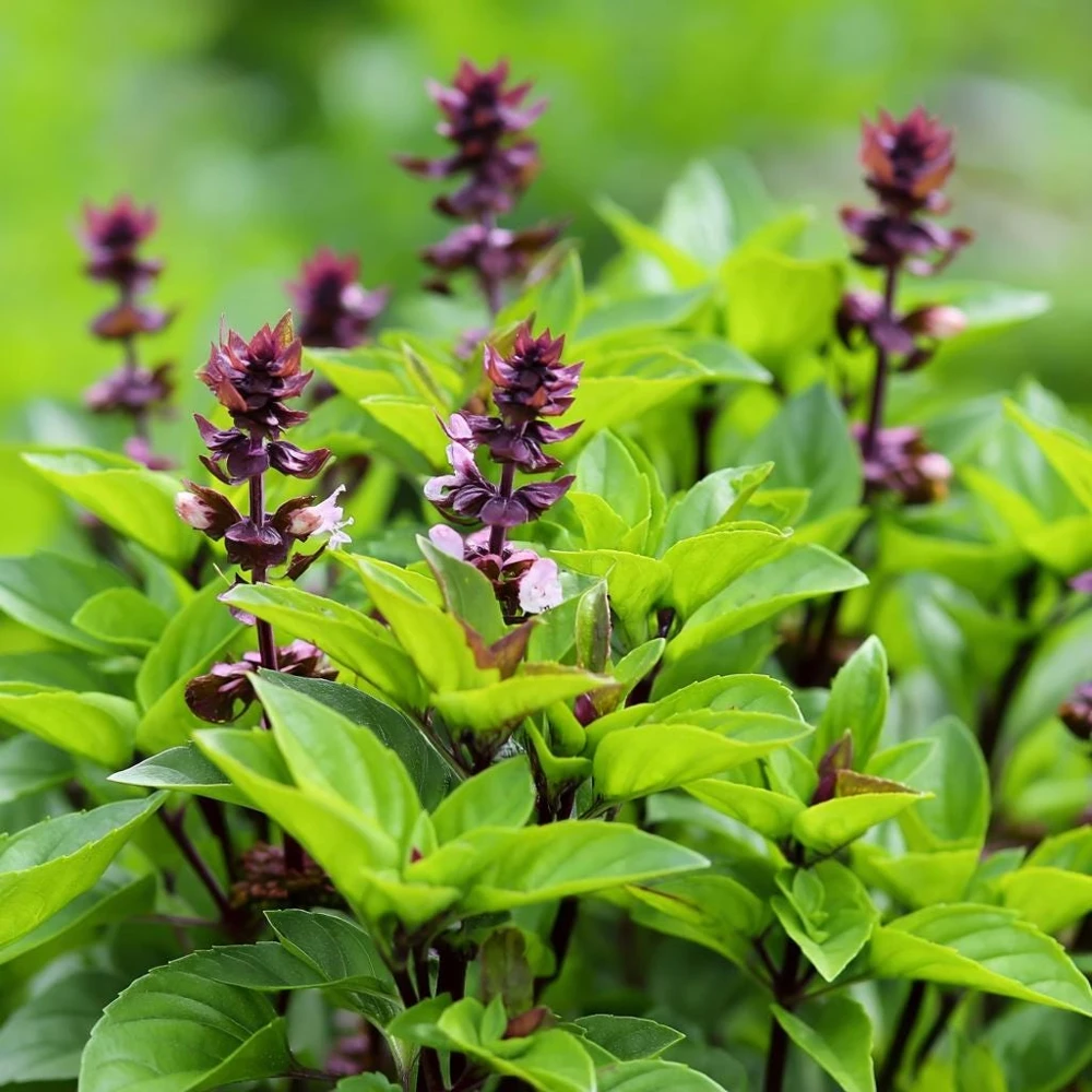 Thai Basil Seeds - Heirloom Aromatic Culinary Herb, 250 Seeds Packet, Outdoor - Image 5