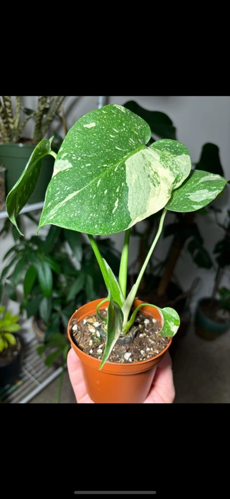 Thai Constellation Monstera Live Plant – High Variegation Potted Aroid Medium Size - Image 1
