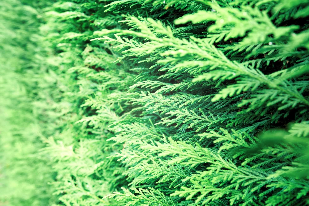 Thuja Occidentalis Cedar Tree Seeds โ 25 Pack Evergreen Conifer - Image 10