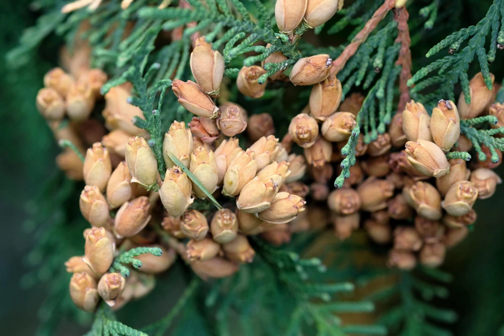 Thuja Occidentalis Cedar Tree Seeds โ 25 Pack Evergreen Conifer - Image 11