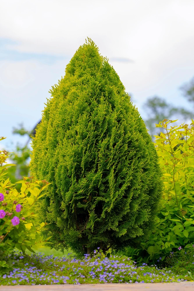 Thuja Occidentalis Cedar Tree Seeds โ 25 Pack Evergreen Conifer - Image 12