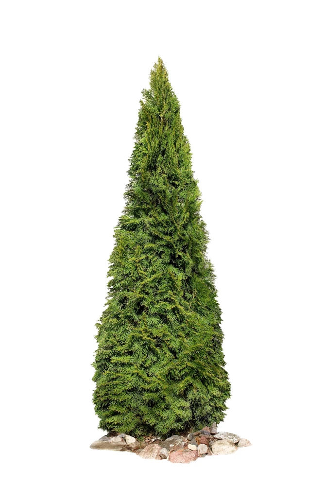 Thuja Occidentalis Cedar Tree Seeds โ 25 Pack Evergreen Conifer - Image 2