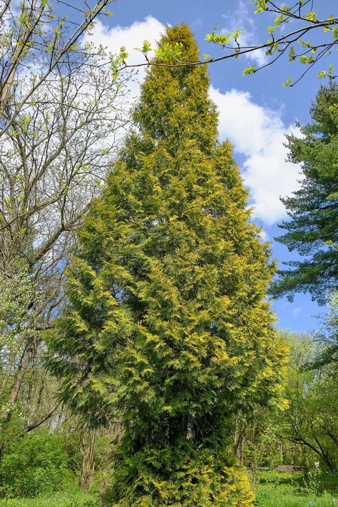 Thuja Occidentalis Cedar Tree Seeds โ 25 Pack Evergreen Conifer - Image 3