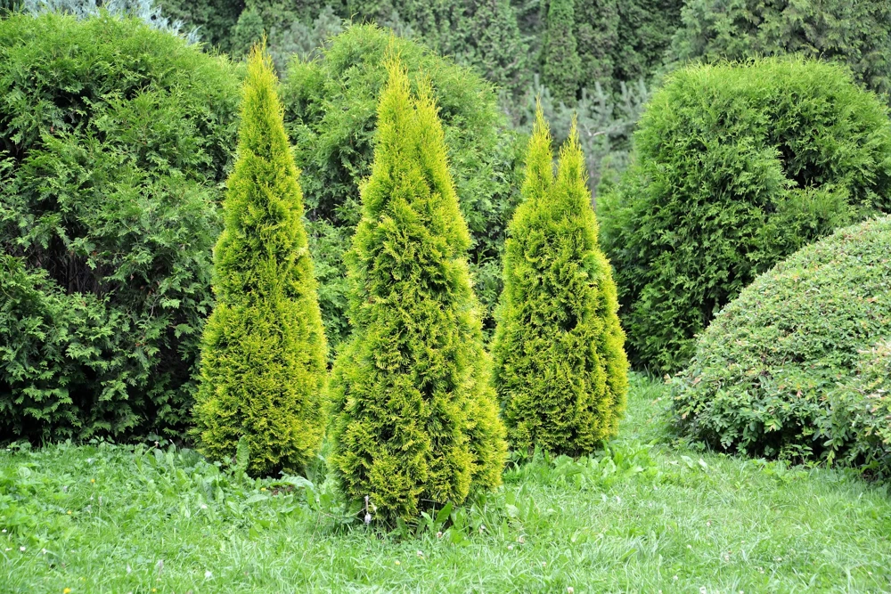 Thuja Occidentalis Cedar Tree Seeds โ 25 Pack Evergreen Conifer - Image 4