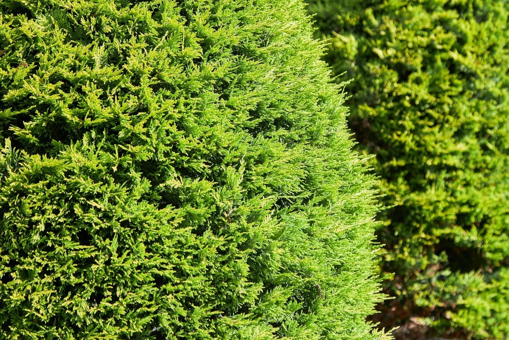 Thuja Occidentalis Cedar Tree Seeds โ 25 Pack Evergreen Conifer - Image 5