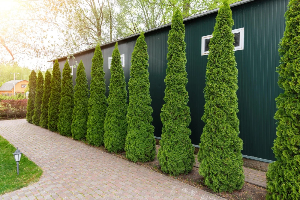 Thuja Occidentalis Cedar Tree Seeds โ 25 Pack Evergreen Conifer - Image 6