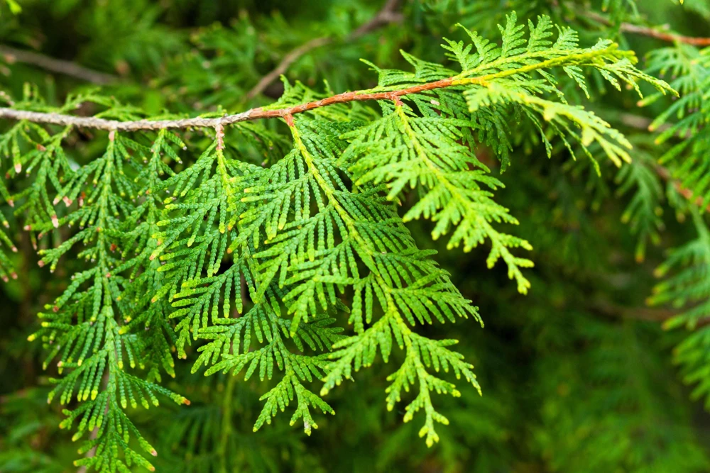 Thuja Occidentalis Cedar Tree Seeds โ 25 Pack Evergreen Conifer - Image 7