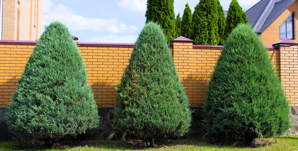 Thuja Occidentalis Cedar Tree Seeds โ 25 Pack Evergreen Conifer - Image 8
