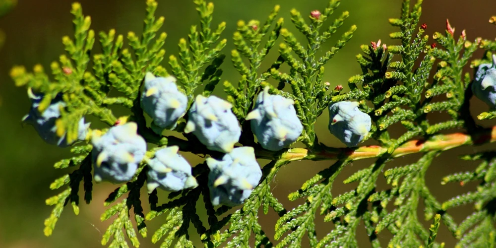 Thuja Occidentalis Cedar Tree Seeds โ 25 Pack Evergreen Conifer - Image 9