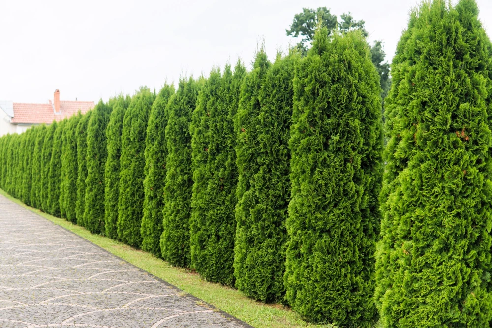 Thuja Occidentalis Cedar Tree Seeds – 25 Pack Evergreen Conifer - Image 1