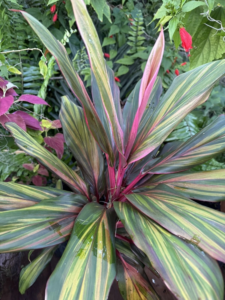 Ti Hawaiian Cordyline Harlequin Live Plant - Colorful Foliage for Indoors & Outdoors - Image 1