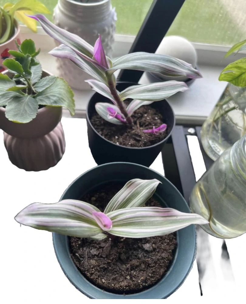 Trascendencia Potted Live Plant - Unique Houseplant for Indoor Decor - Image 1
