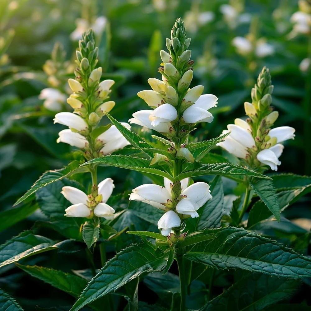 Turtlehead Seeds - 25 Chelone glabra White Native Pollinator Wildflower - Image 2