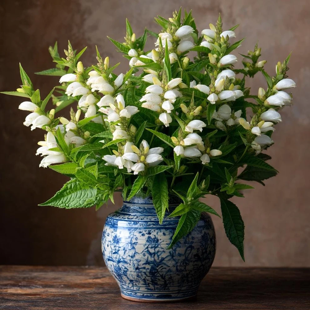 Turtlehead Seeds - 25 Chelone glabra White Native Pollinator Wildflower - Image 4