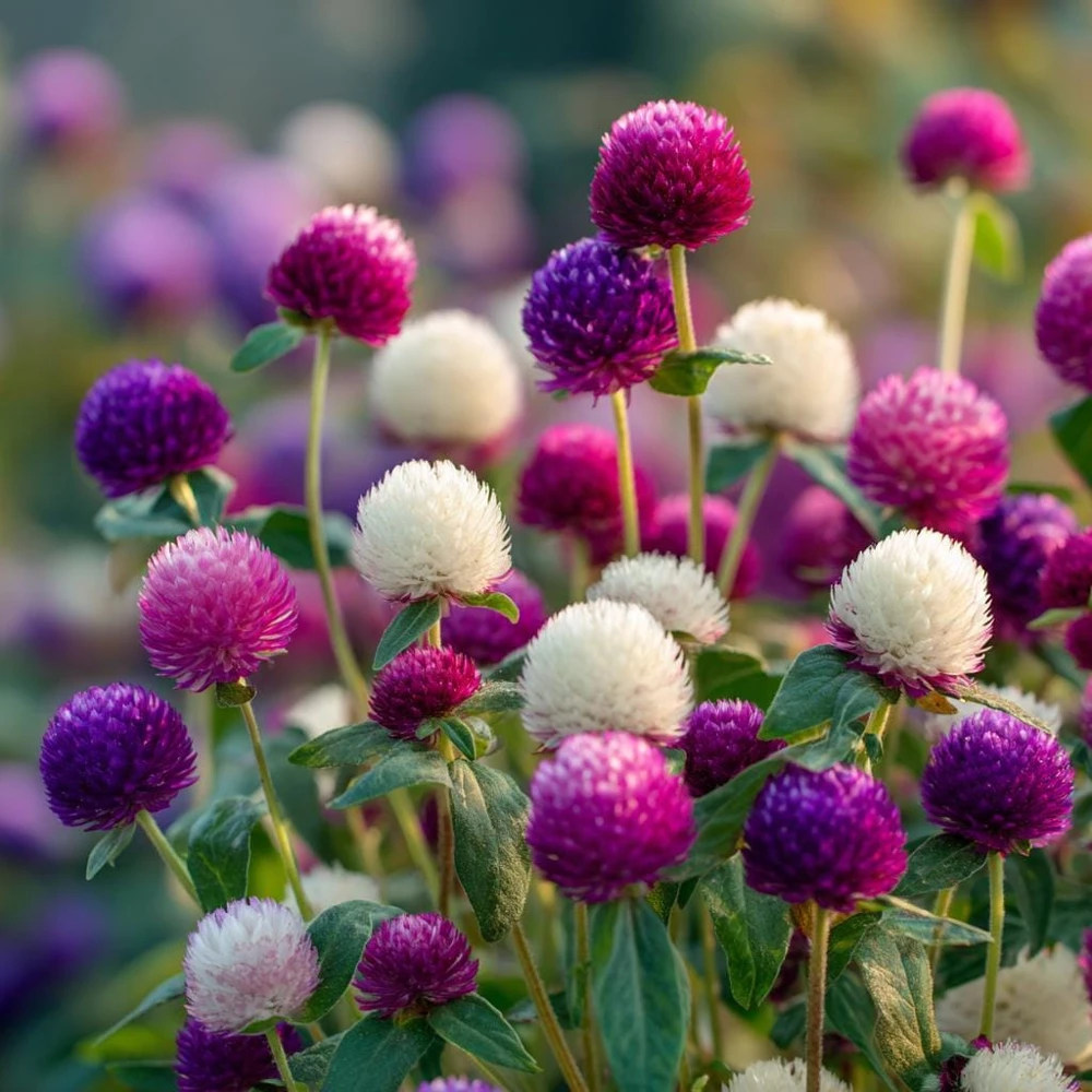 Twilight Purple Globe Amaranth Seeds - 50 Seeds for Vibrant Blooms - Image 2