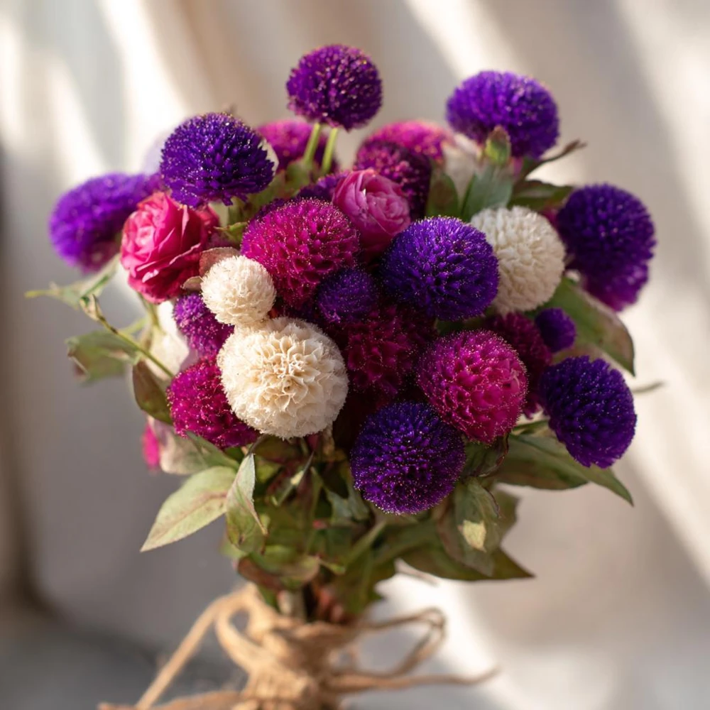 Twilight Purple Globe Amaranth Seeds - 50 Seeds for Vibrant Blooms - Image 4