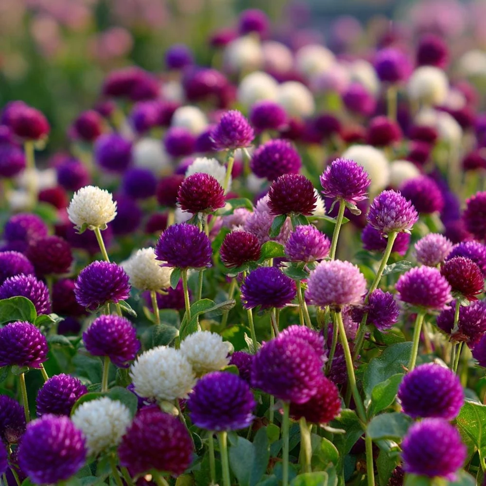 Twilight Purple Globe Amaranth Seeds - 50 Seeds for Vibrant Blooms - Image 5
