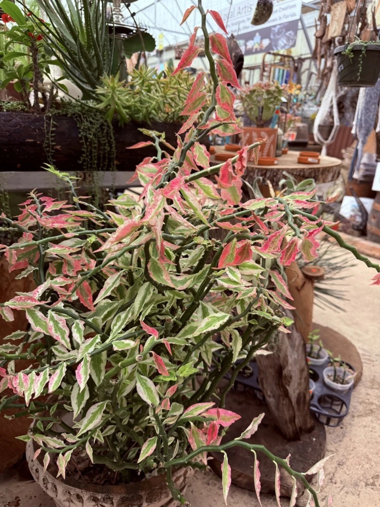 Variegated Devil's Backbone Live Plant – Unique Foliage Houseplant - Image 1
