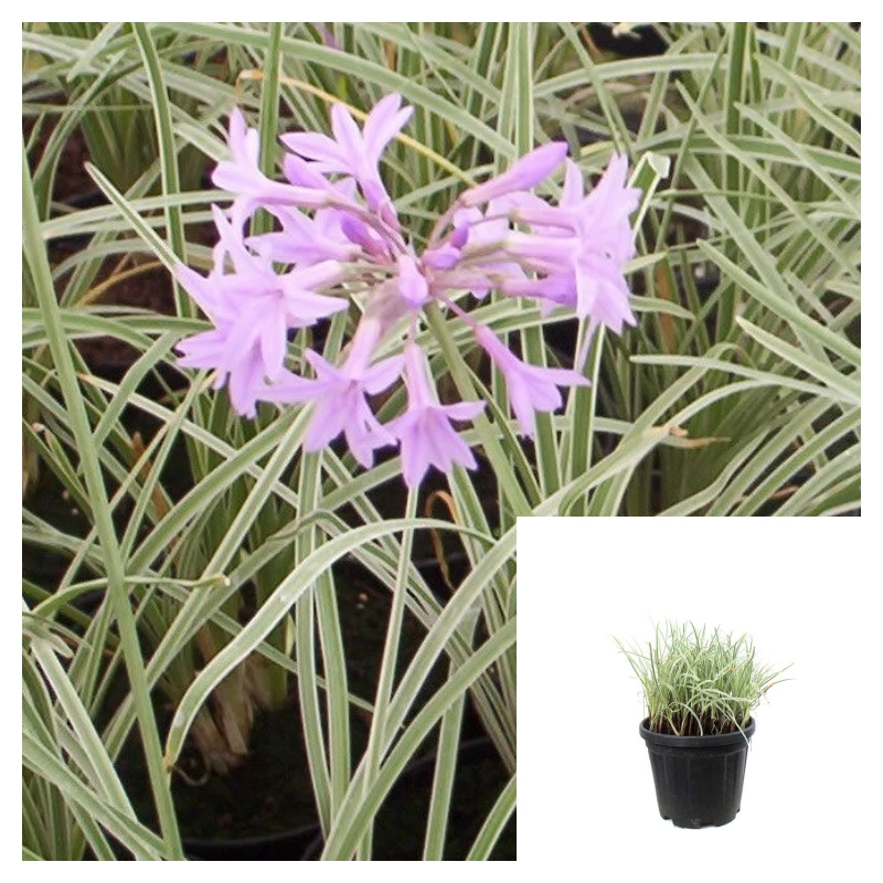 Variegated Society Garlic Live Plant 4 inch Pot - Tulbaghia Violacea - Image 1