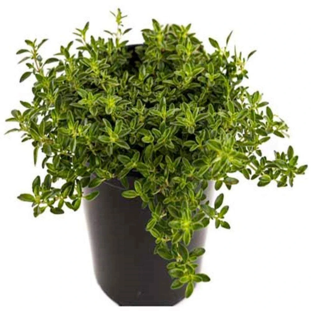 Variegated Thyme Live Plant 4 inch Pot - Fragrant Culinary Herb - Image 1